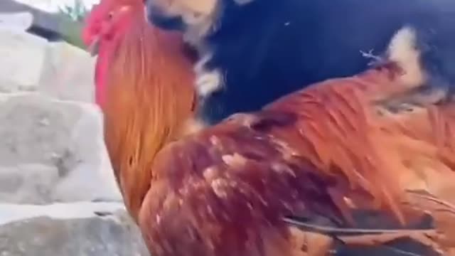 Funny dog vs coq