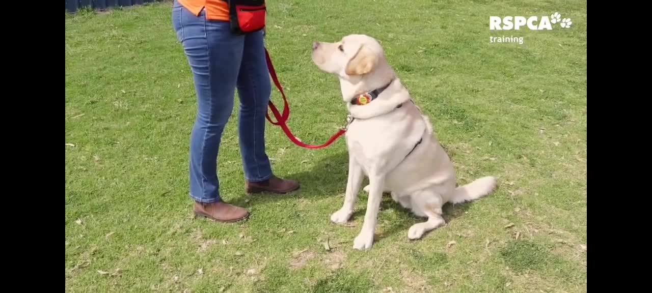 How to teach your dog sit and drop