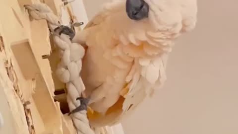 demolition man parrot version 🤣