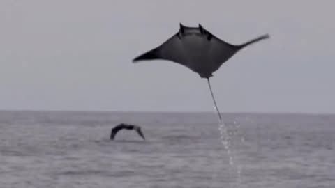 sightings of giant stingrays over the ocean