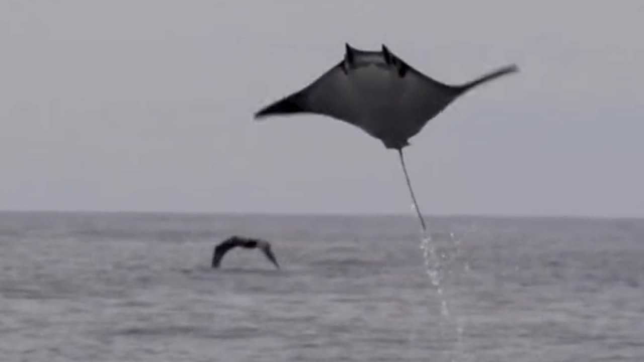 sightings of giant stingrays over the ocean