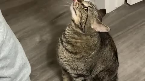 cat fanny