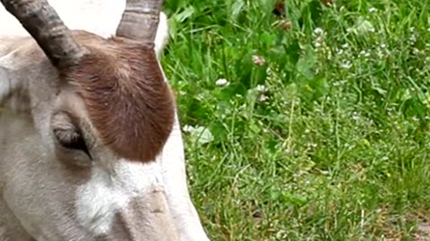 Facts About Addax