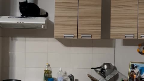 Pets Hang Out On Top Of Kitchen Cabinets