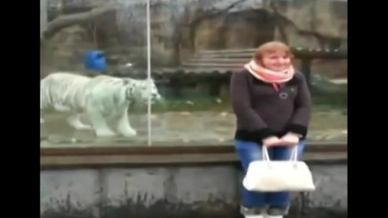 funny cat