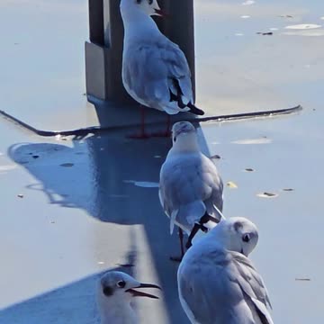 Seagulls on a pier / beautiful birds in nature.