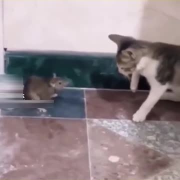Funny Moments Of Animals