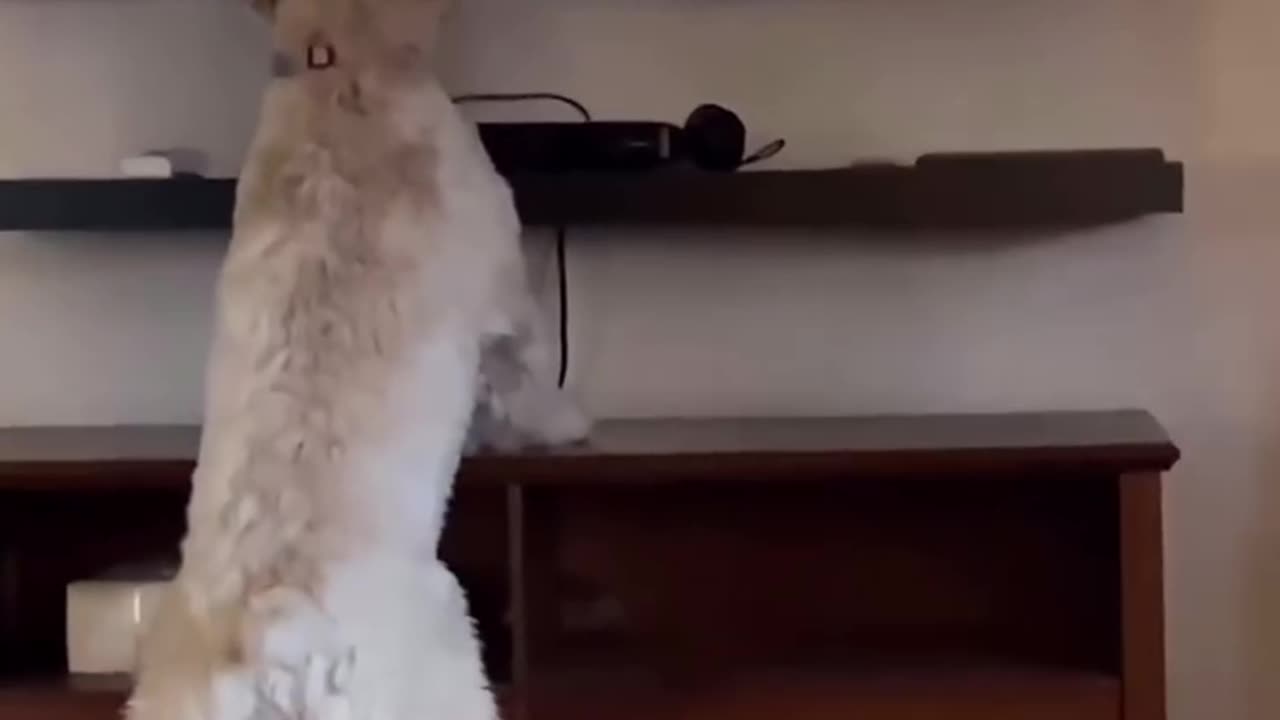 Tail-Wagging Fun: Hilarious Dog Fails & Silly Puppy Pranks!