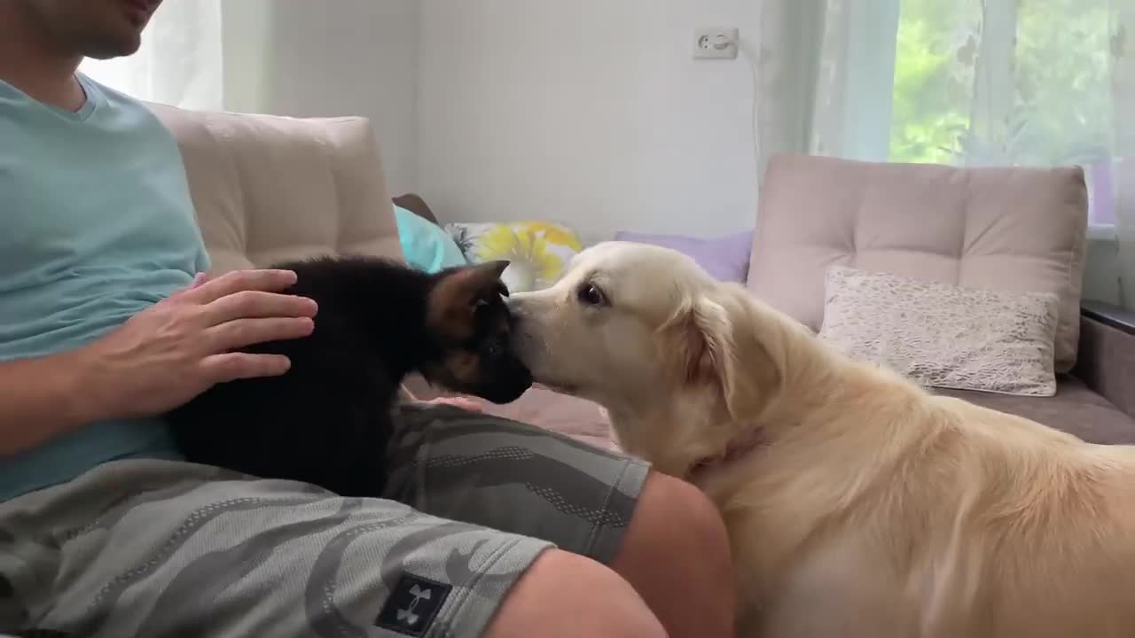 How the Golden Retriever and the German Shepherd Became Best Friends [Compilation]