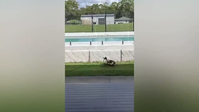 Funny Animal Videos 2022 who am i ? how am i here?