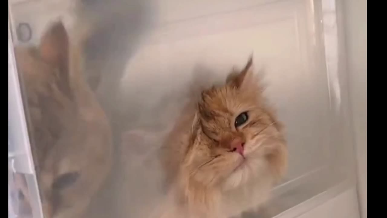 Curi0us Cat