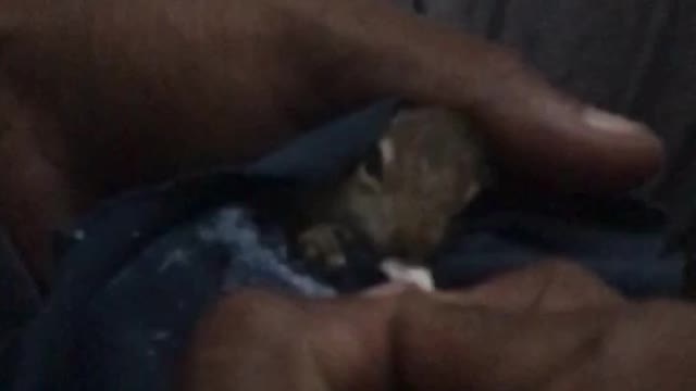 Squirrel