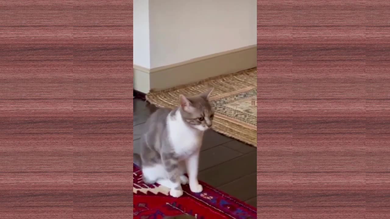 Funniest animals Dogs And Cats Videos
