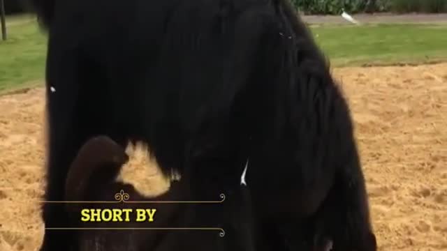 don't mess with newfoundland dog #shorts #newfoundlanddog