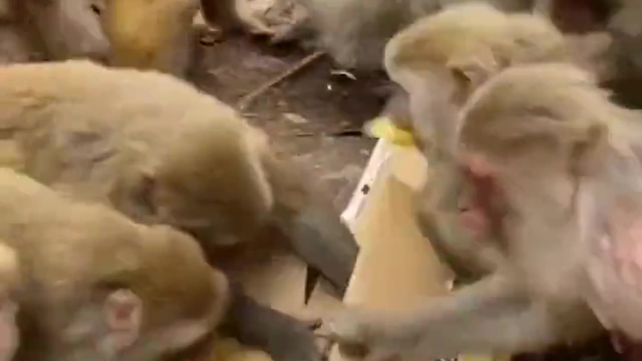 HUNGRY JUNGLE MONKEYS ROB ME OFF MY FOOD!