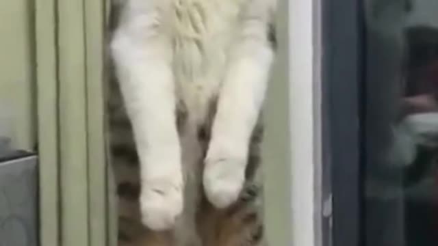 Funny Cat Compilation Volume2