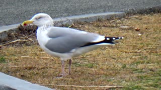 Seagull