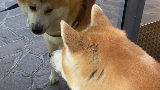 Akita Doesn't Trust the Dog in the Window