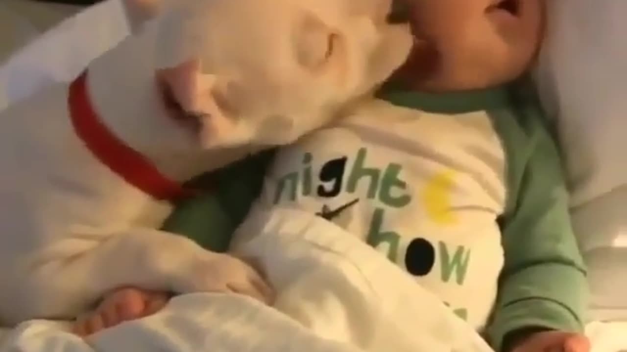 funny and cute animals