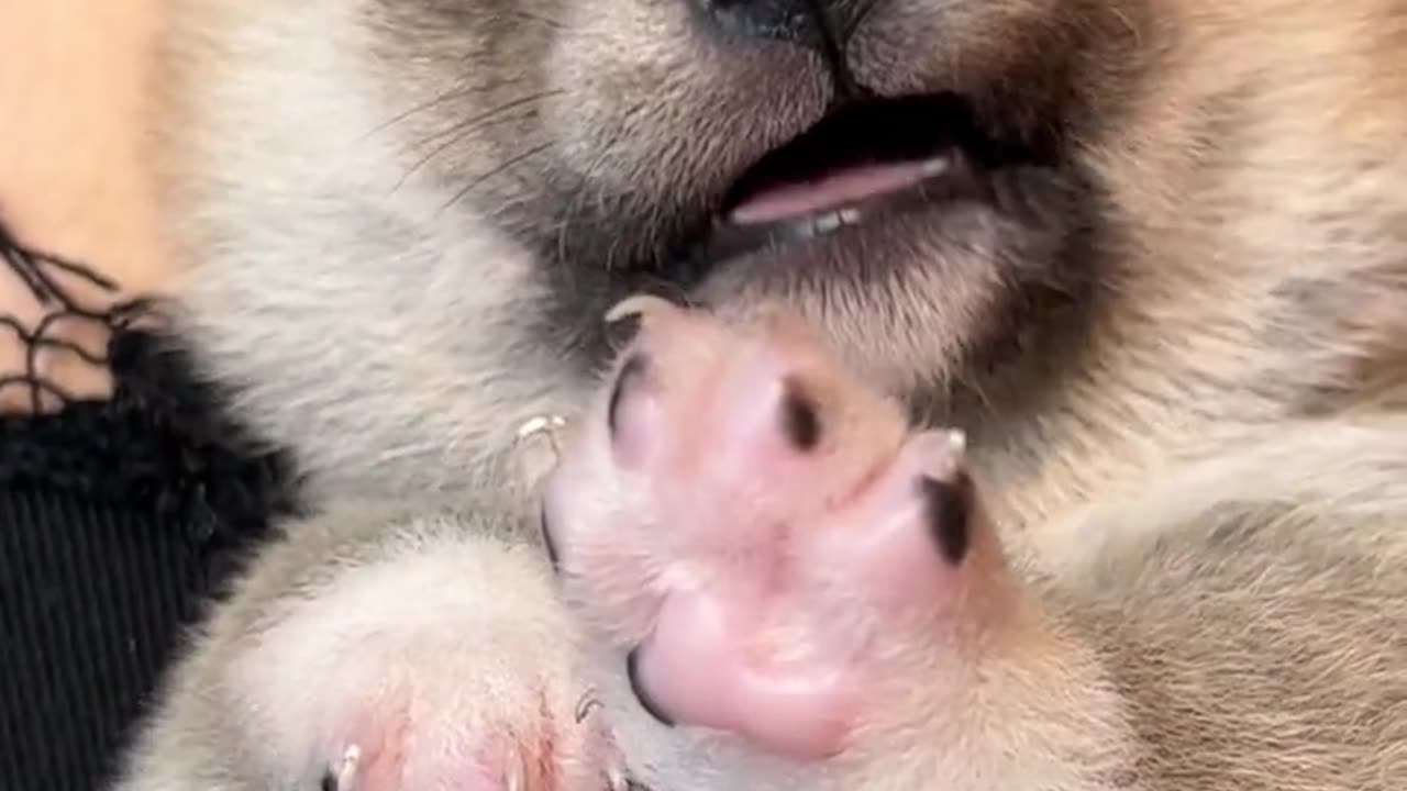 He is not big, but his mouth is quite big. #ShibaInuBaby#小奶狗#豆Chai#ShibaInu