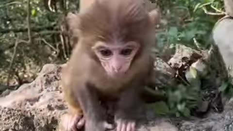 ***MUST SEE!!!*** Cute Baby Animals!!!