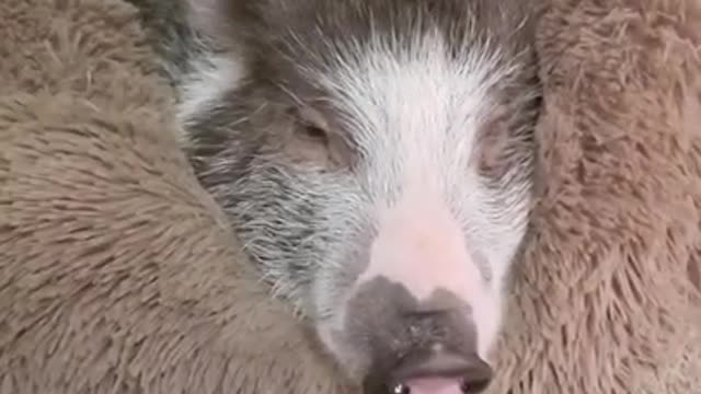 Ark of Grace...HAVE YOU EVER SEEN A YAWNING PIG? FUNNY!!!