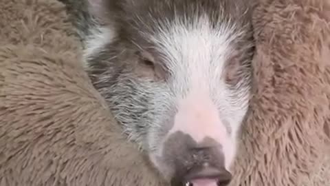 Ark of Grace...HAVE YOU EVER SEEN A YAWNING PIG? FUNNY!!!