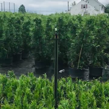 These are our most Popular small arborvitae. The green giant