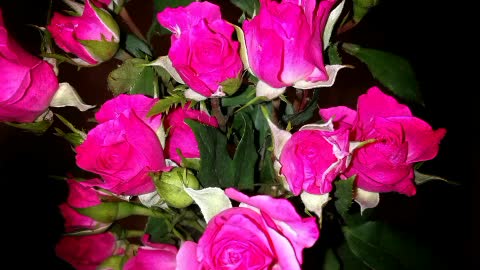 Flowers' world