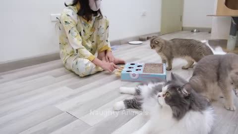 Paws and Play: Hilarious Animal Videos