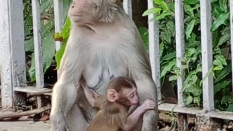 Monkey 🐒 with kids