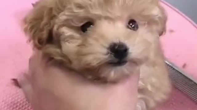 Cute and Funny Dog Videos