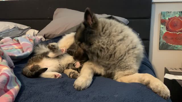 Pup Cleans Kitty Before Playtime