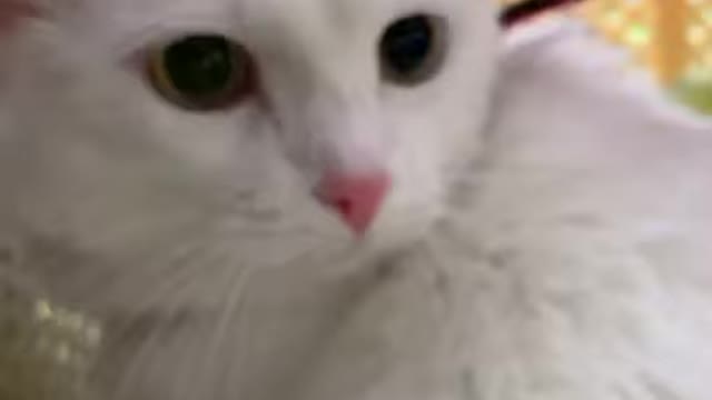 Cute cat Baby cat Video of cat lovely pet Compilation Lovely cat