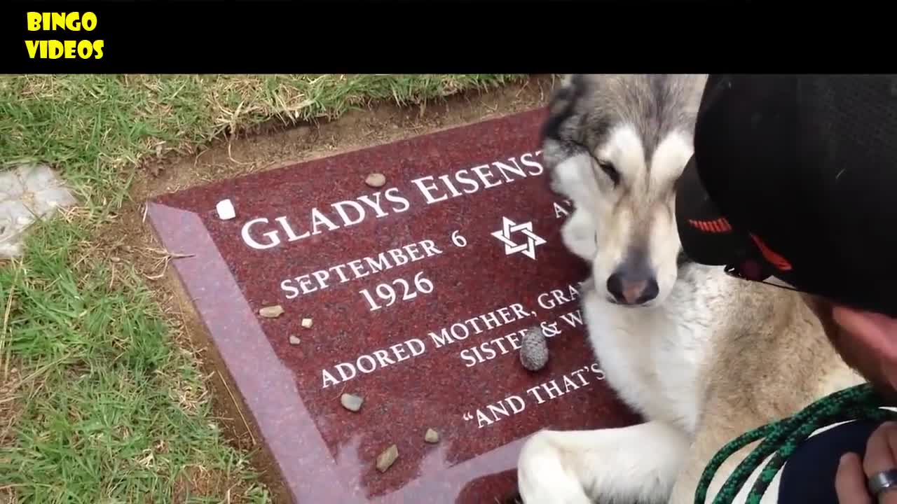 GUARANTEED CRY!!! Huskey Dog Crying Because His Master Left Dead