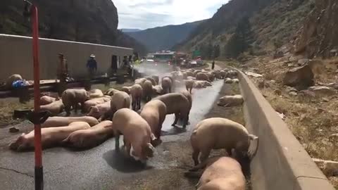 pigs on the road