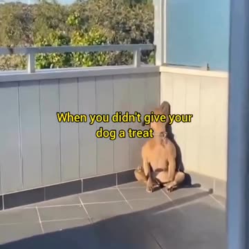 when your dog loves the treats we sell you buy the treats we sell dont be selfish