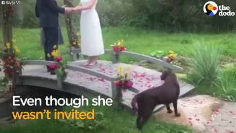 Dog Crashes A Wedding And Decides To Stay