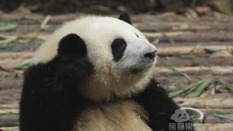 Lovely panda