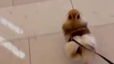 Sassy puppy
