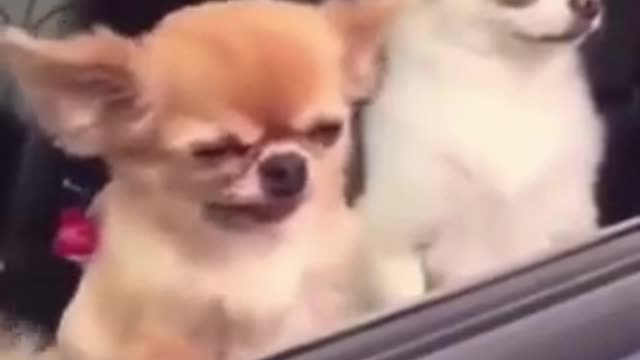 Funny dog training video!! cute dog compilation,#shorts#viral#cute dog