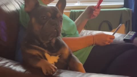 French Bulldog Startled Awake