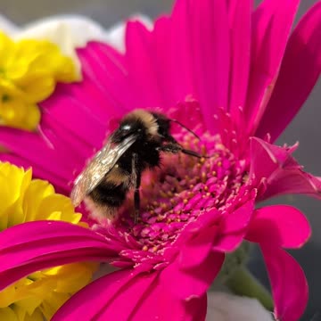 The day we tried to save A Scottish Wood Bee sadly later this day he would be Dead 😥