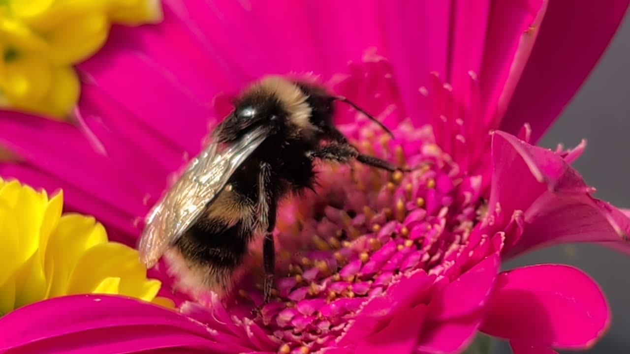 The day we tried to save A Scottish Wood Bee sadly later this day he would be Dead 😥