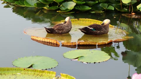 Ducks on lotus leaves apply oil to their feathers to keep them dry and also to remove parasites.