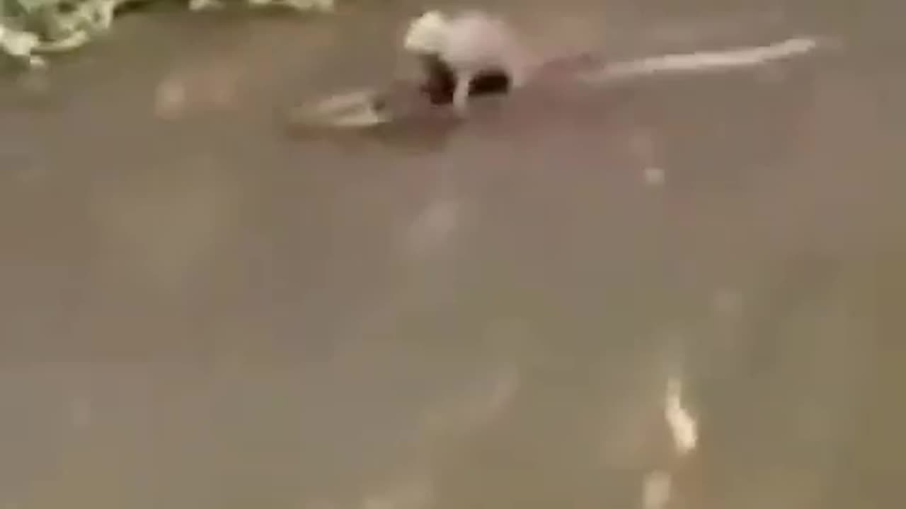 200 iq move | funny animal prank |