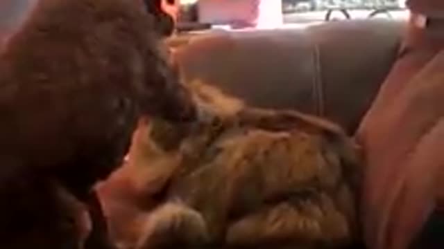 Un perrito despierta a su amigo felino de su siesta para mostrarle su amor y el minino responde