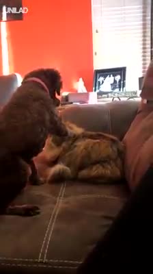 Un perrito despierta a su amigo felino de su siesta para mostrarle su amor y el minino responde