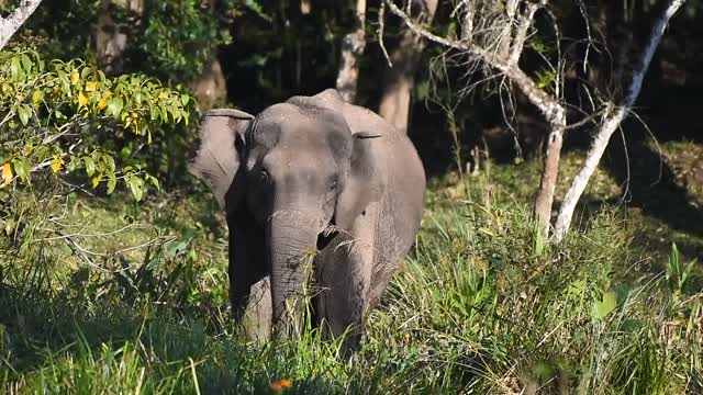 Baby Elephant Morning Forest, South Africa