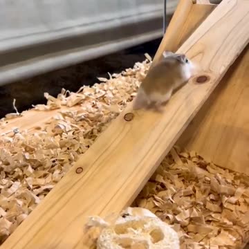 Gravity. Traction. Inertia